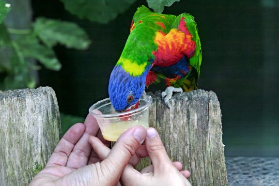 Un perro coloré se nourrit d'un liquide dans un petit récipient tenu par une main.