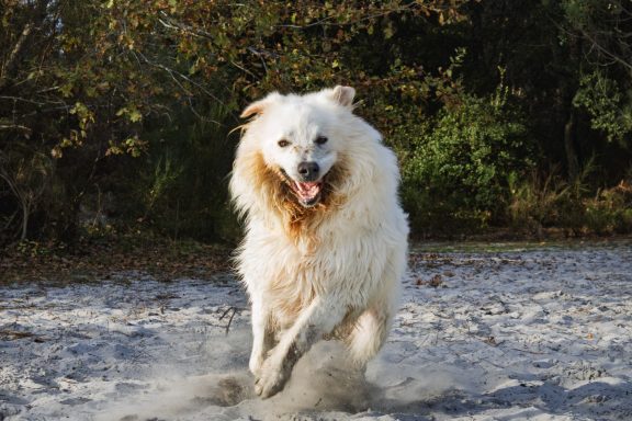 Chien blanc courant sur le sable, joyeux, avec un paysage naturel en arrière-plan.