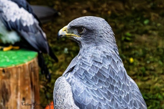 Faucon gris au plumage détaillé, posé près d'un fond naturel.