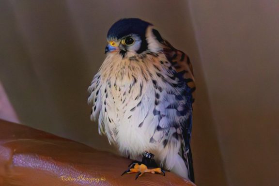 Faucon au plumage varié, reposant sur une surface, avec un regard attentif.