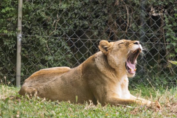 Lionne allongée dans l'herbe, en train de bâiller. Arrière-plan avec une clôture.