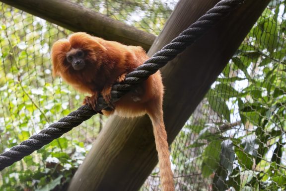 Un singe doré suspendu à une corde dans un environnement forestier verdoyant.